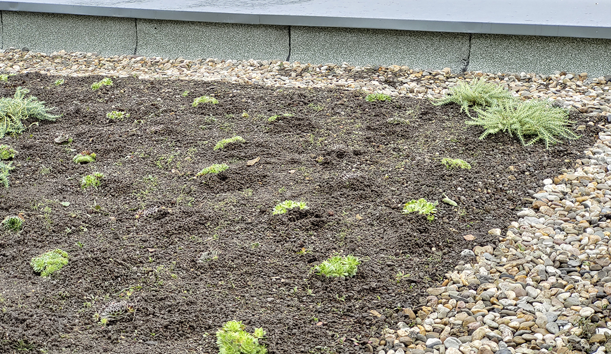 Beispiel Dachbegrünung