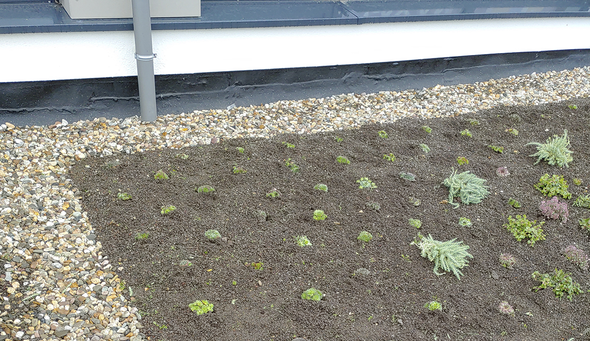 Beispiel Dachbegrünung