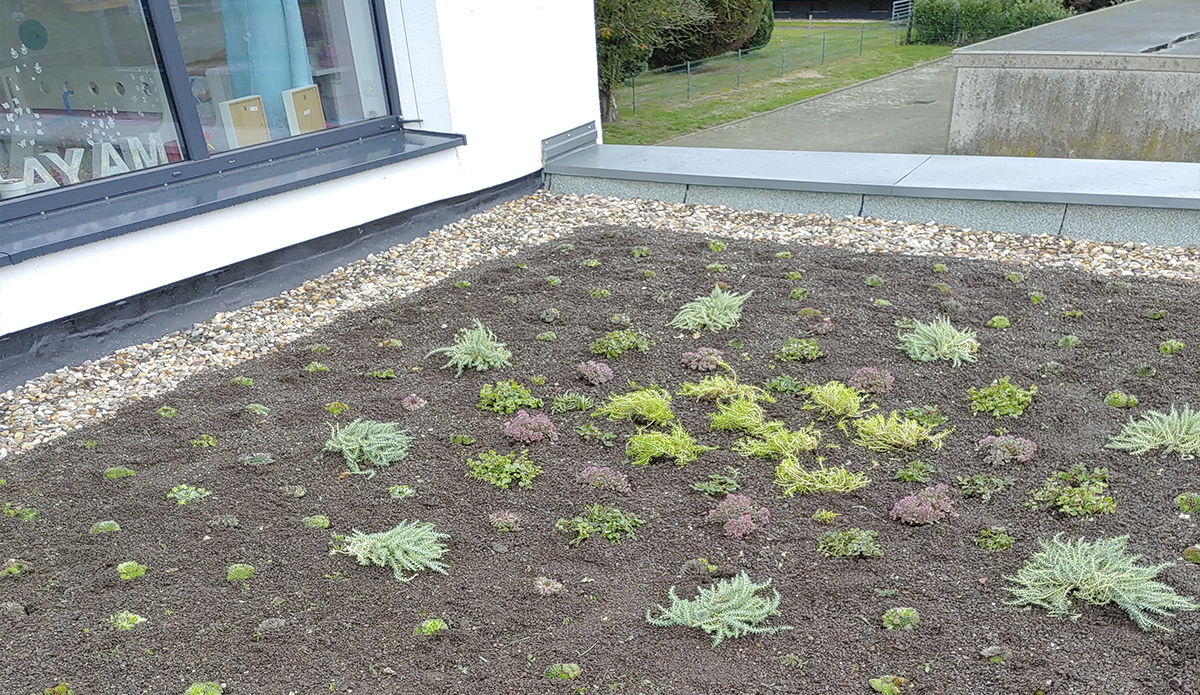 Beispiel Dachbegrünung